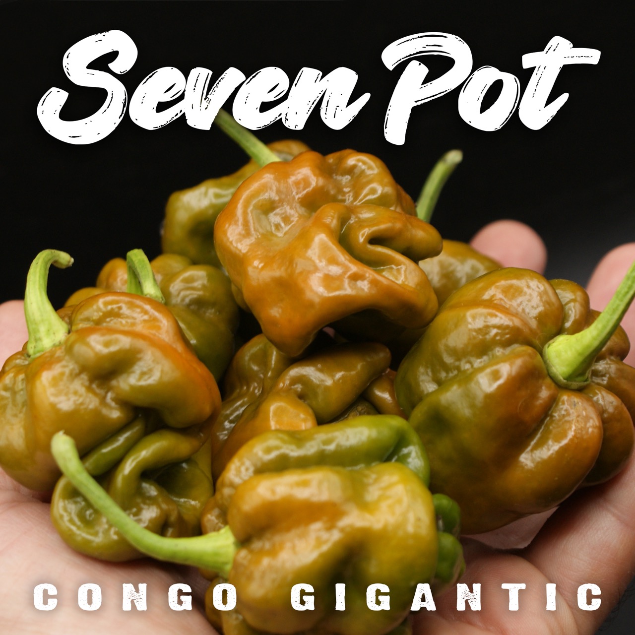 7 Pot Congo Gigantic Mustard