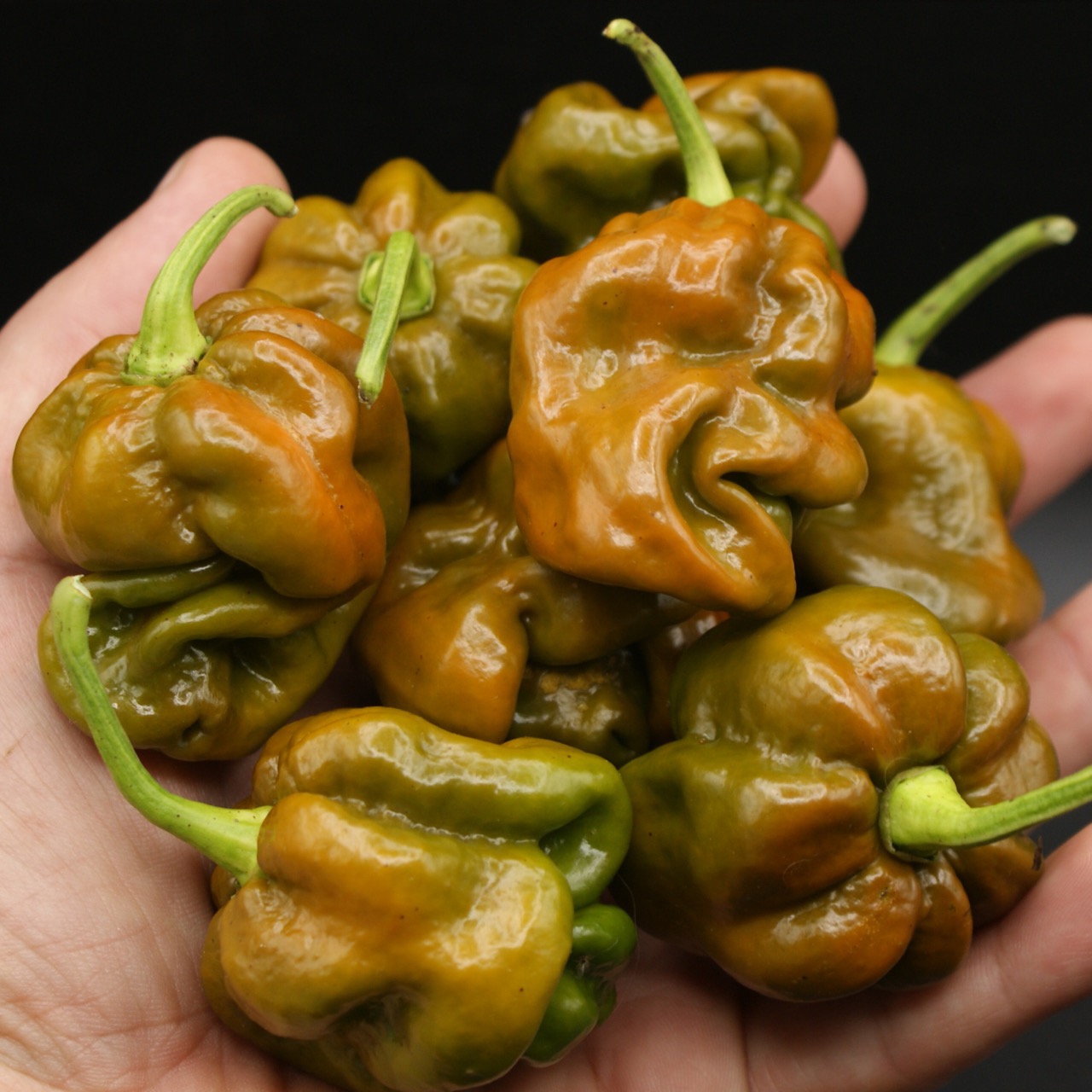 7 Pot Congo Gigantic Mustard – Image 2