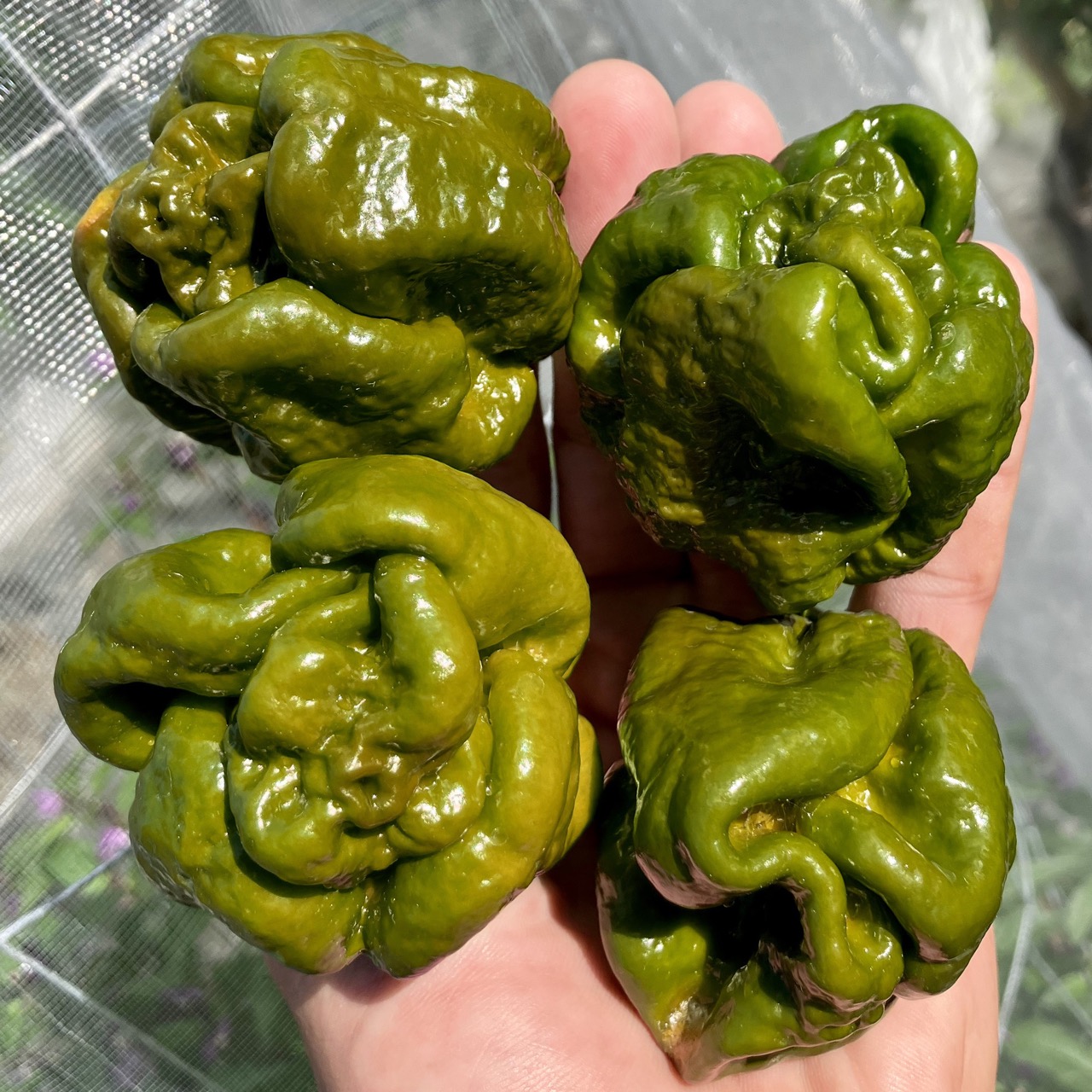 7 Pot Congo Gigantic Mustard – Image 3