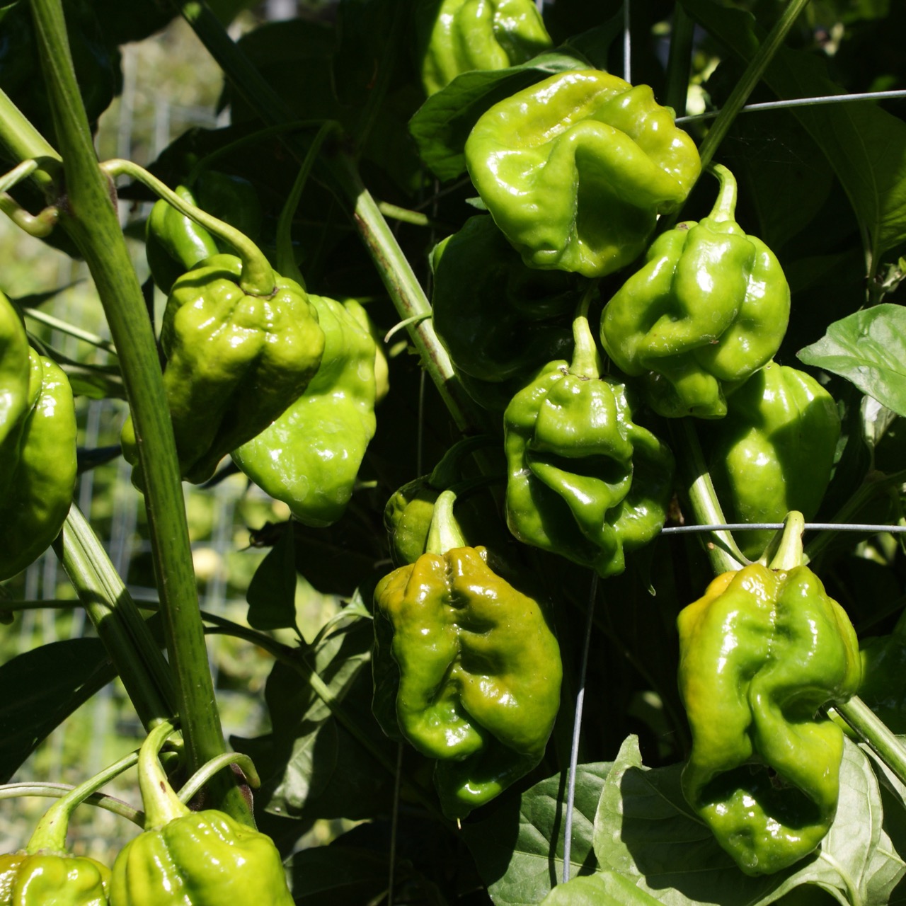 7 Pot Congo Gigantic Mustard – Image 4