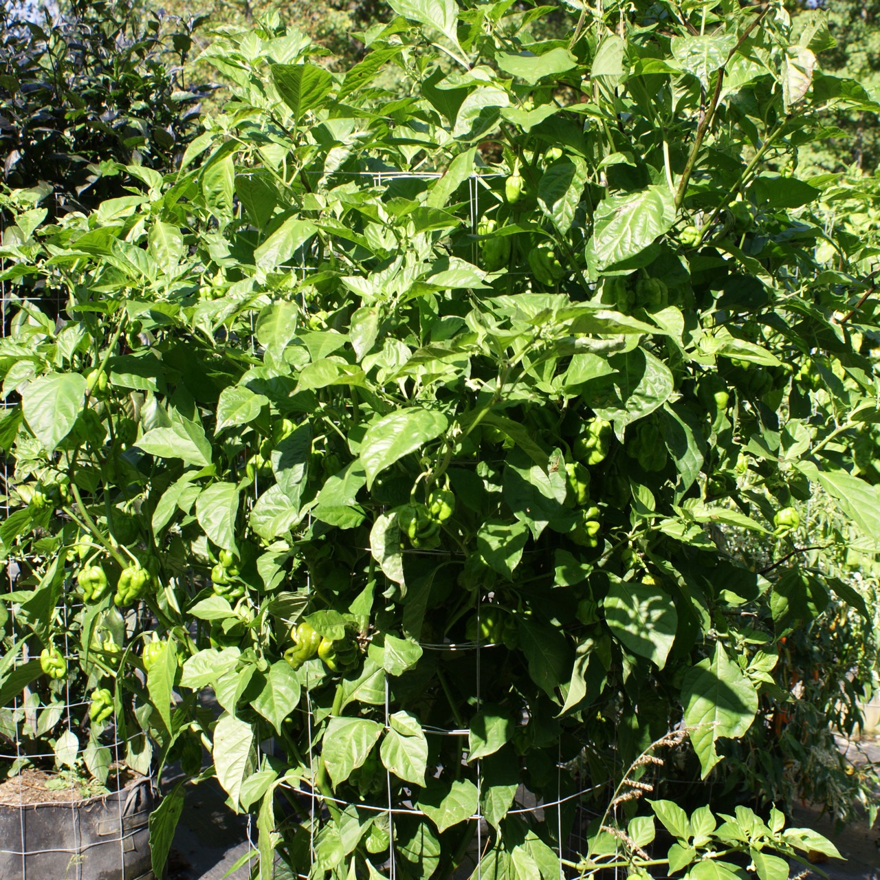 7 Pot Congo Gigantic Mustard – Image 5