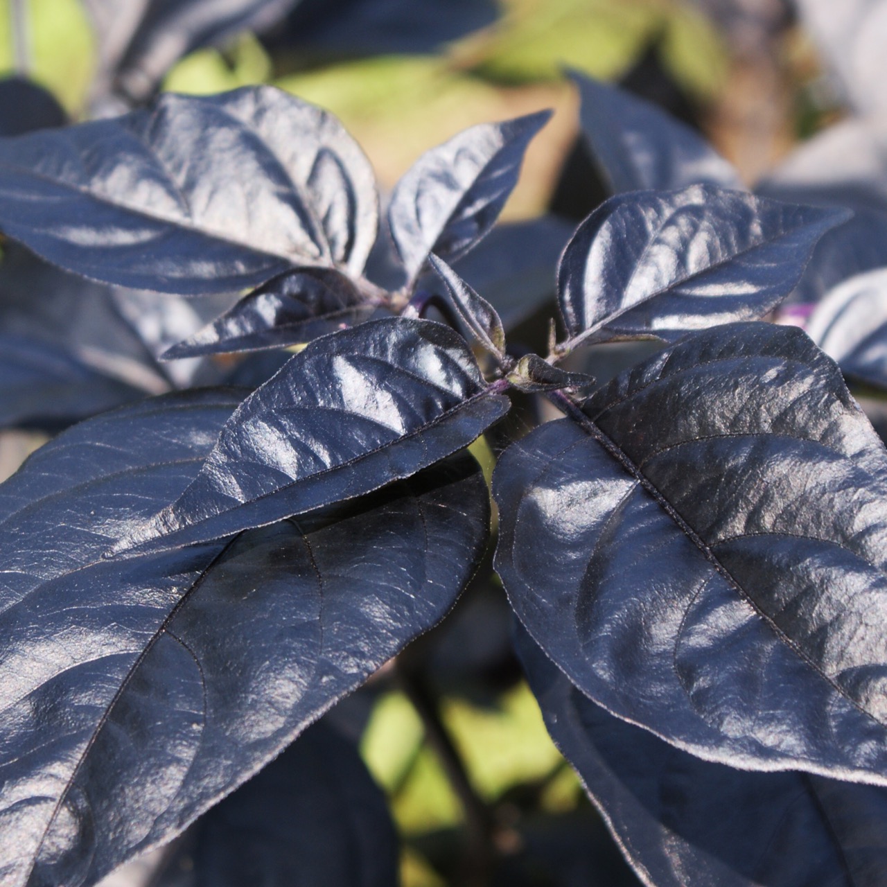 Black Betty – Image 3