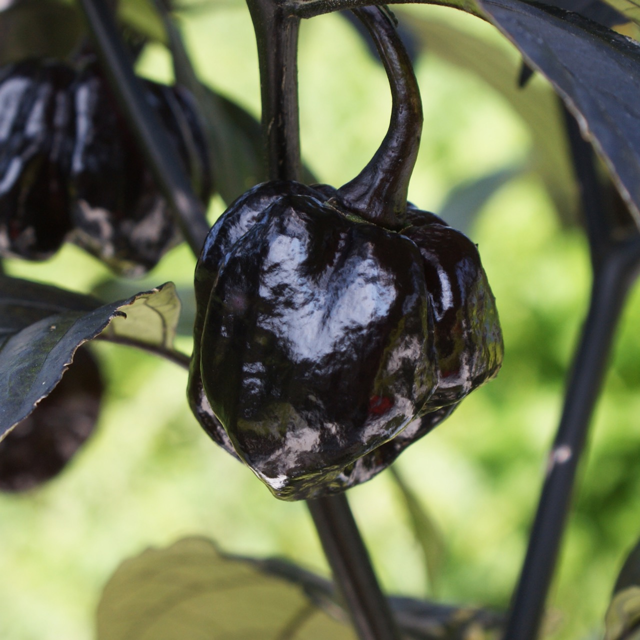 Black Betty – Image 4