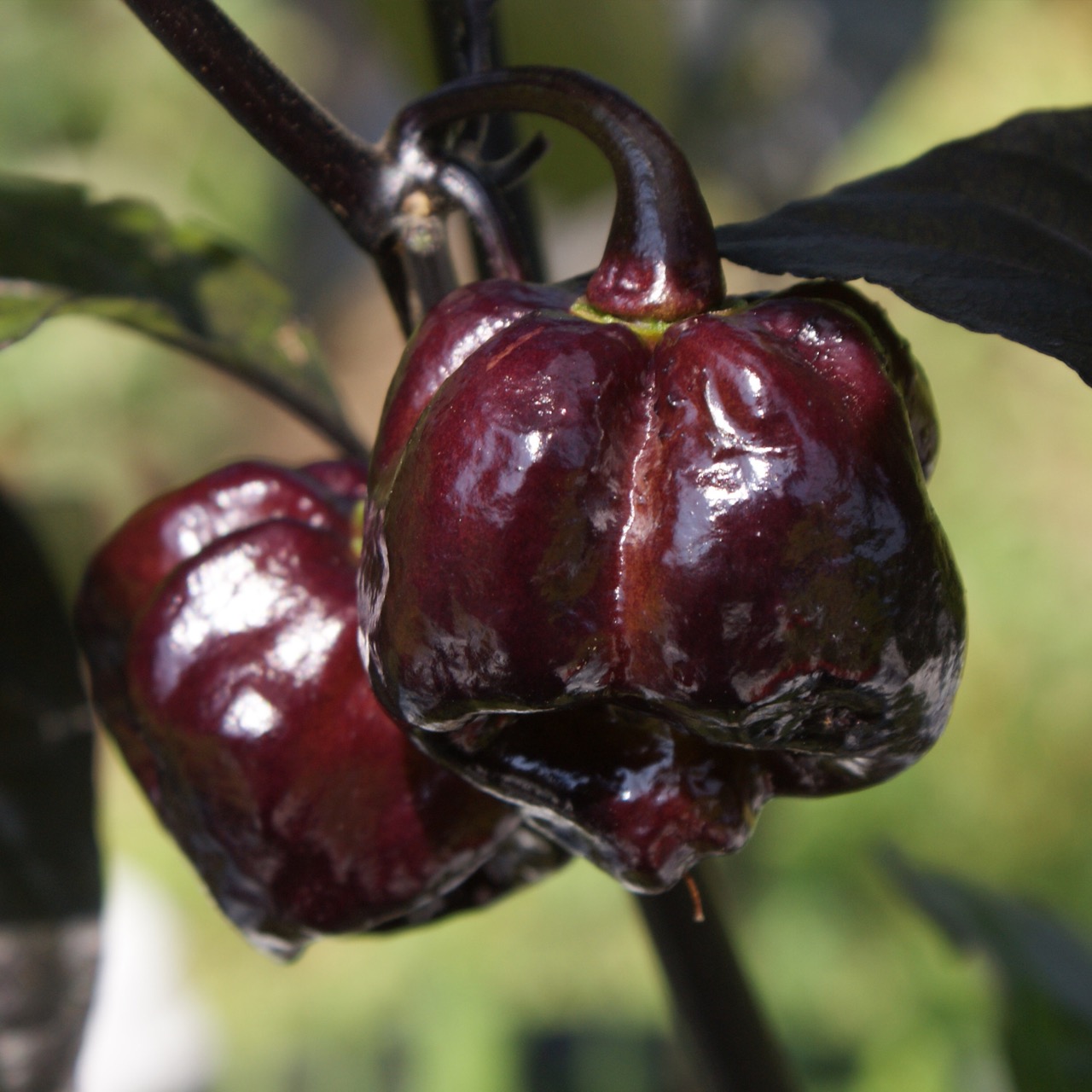 Black Betty – Image 5