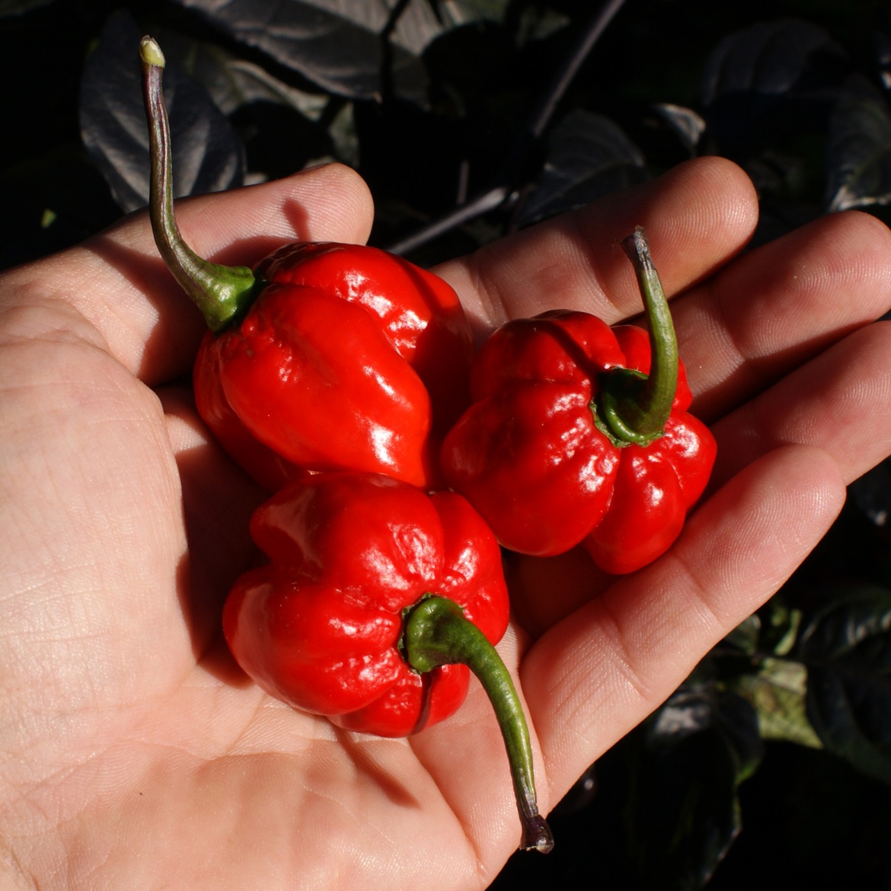 Black Betty – Image 6