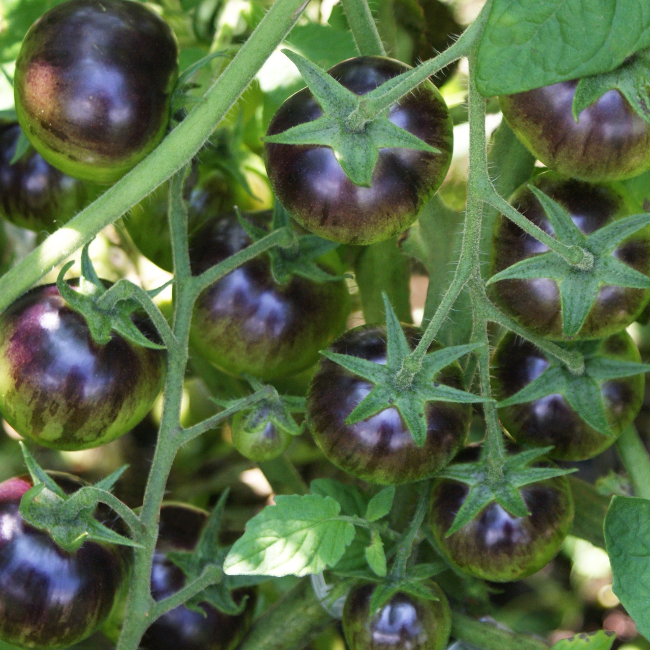 Black Strawberry – Image 4