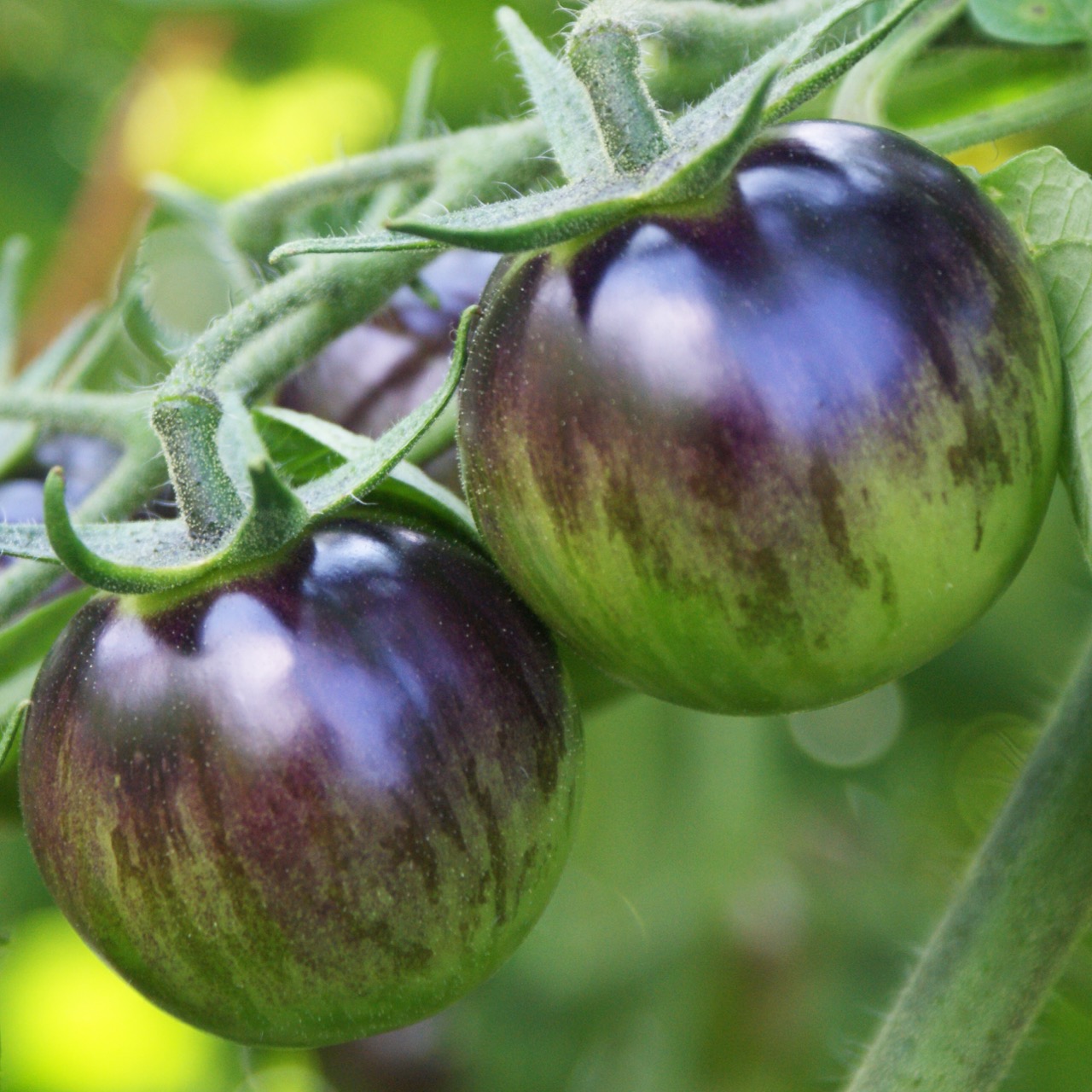 Black Strawberry – Image 5