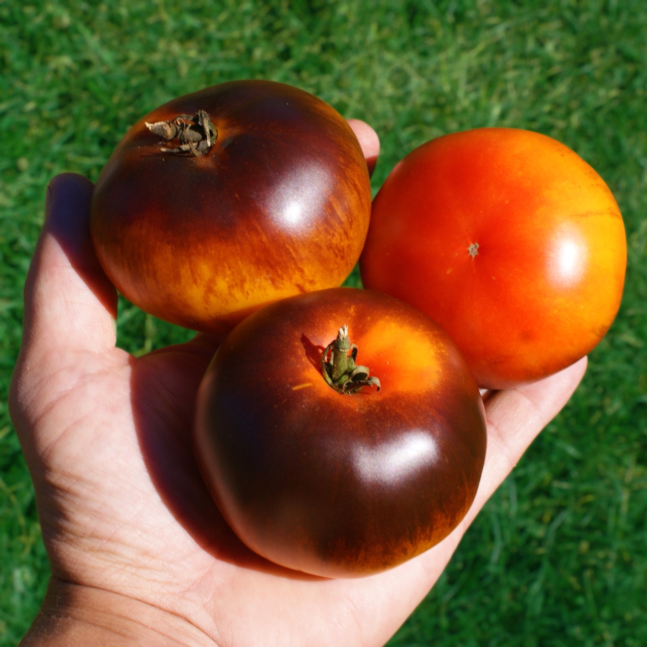 Blue Jolie – Image 3