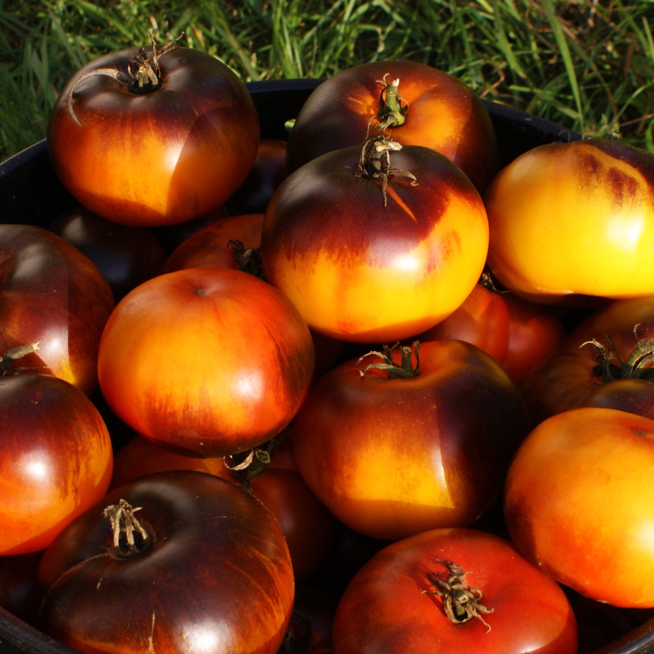 Blue Jolie – Image 5