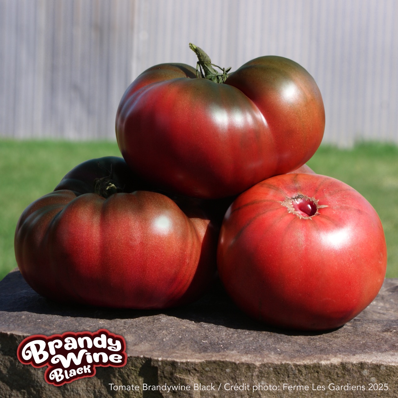 Brandywine Black