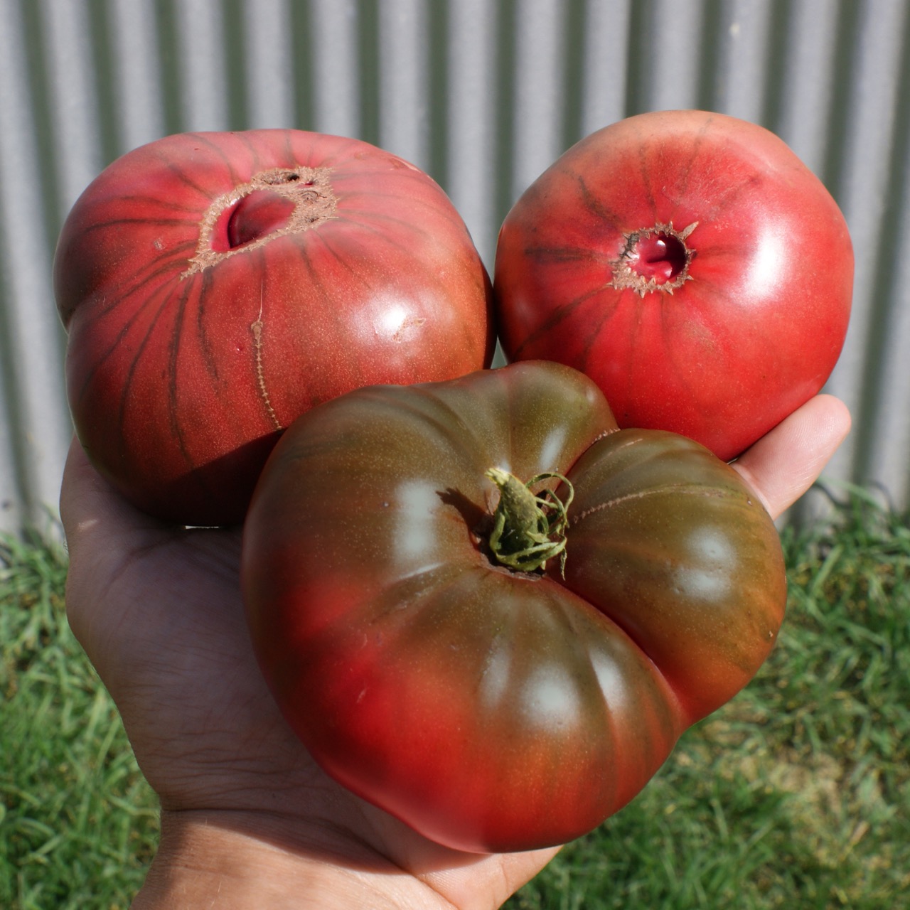 Brandywine Black – Image 3