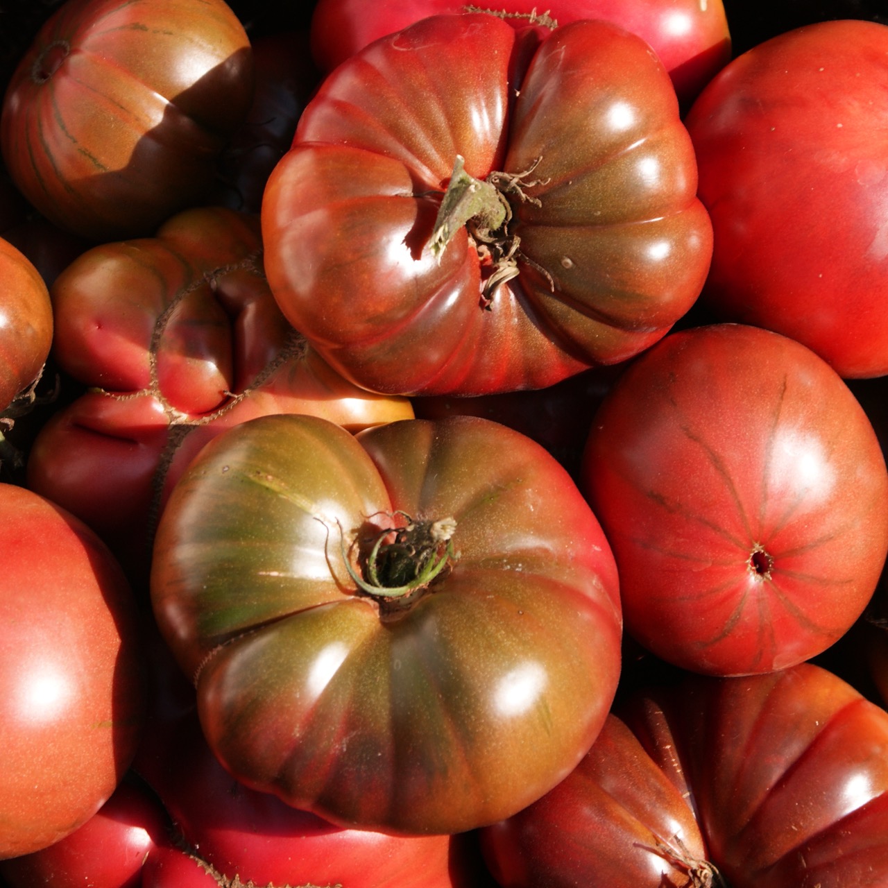 Brandywine Black – Image 4