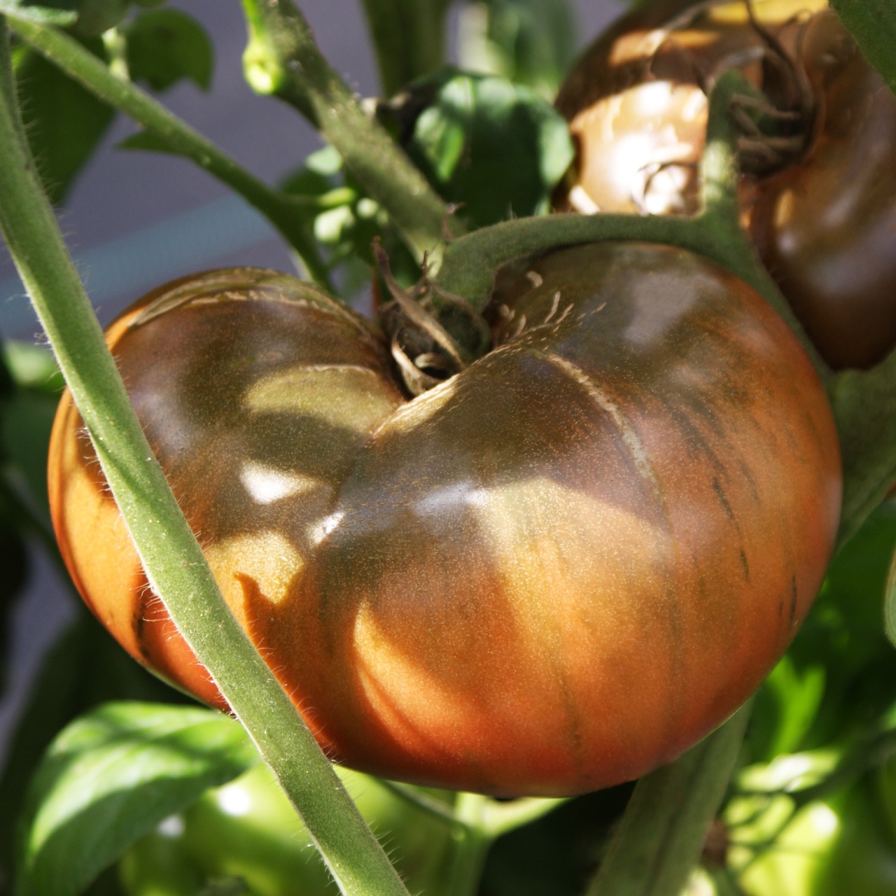 Brandywine Black – Image 5