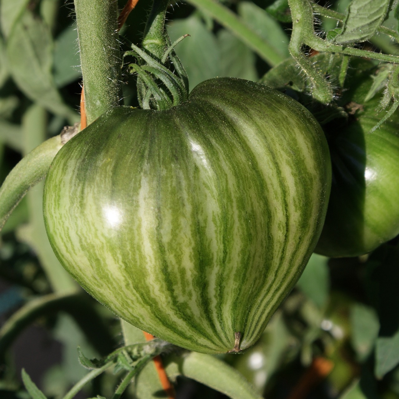 Cruched Heart – Image 5