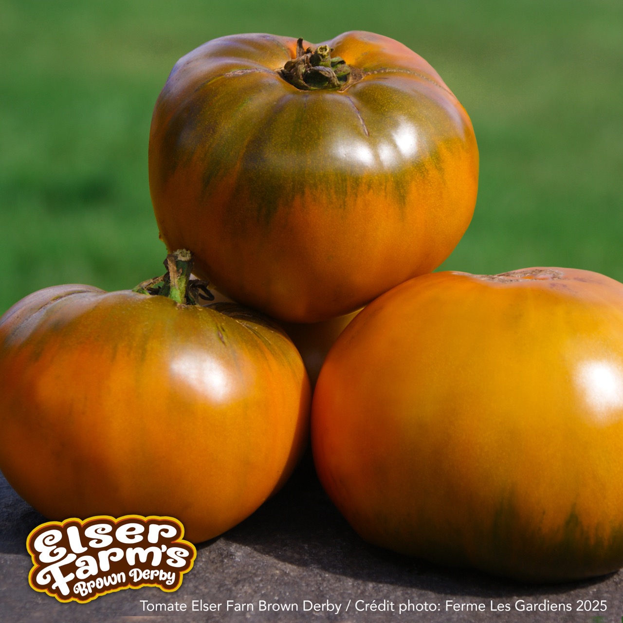 Elser Farm Brown Derby