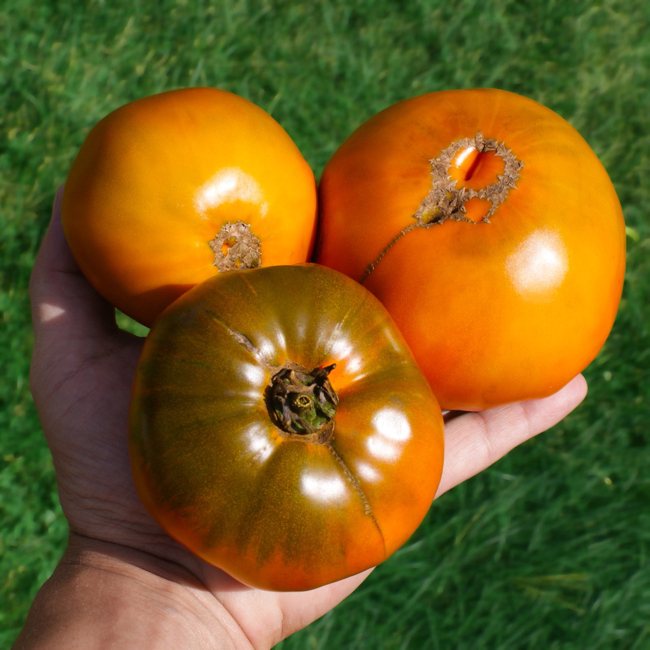 Elser Farm Brown Derby - Image 3