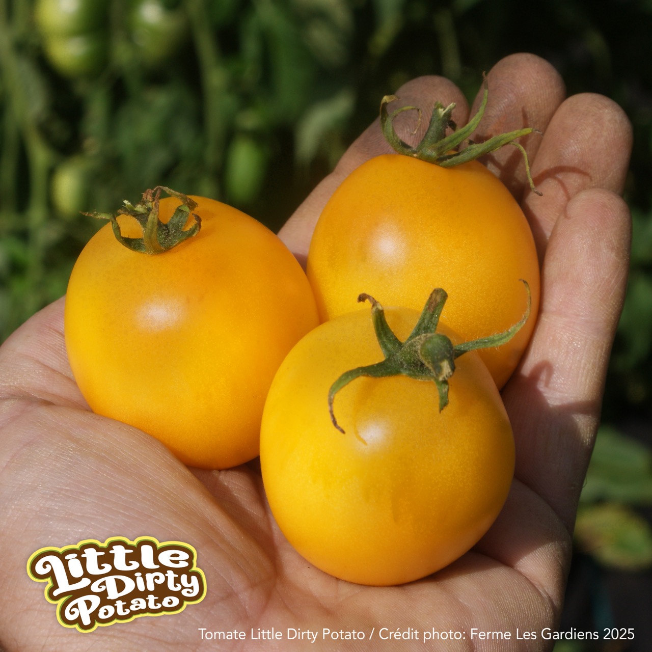 Little Dirty Potato - Image 2