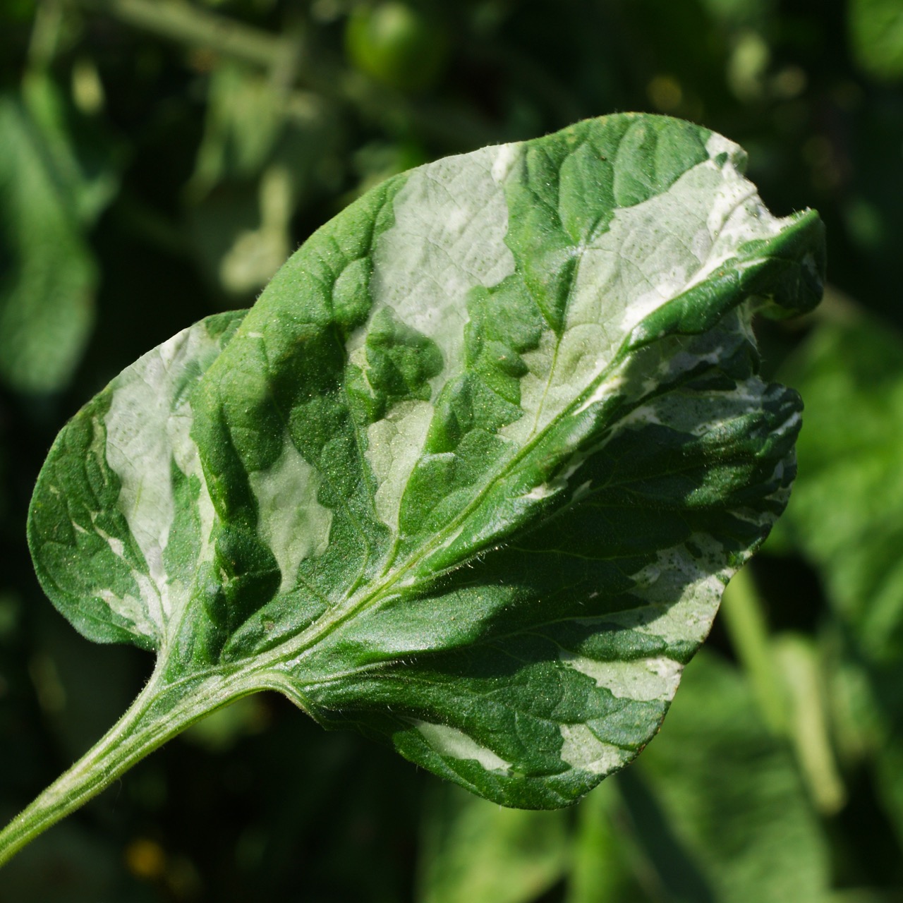 Little Dirty Potato - Image 3