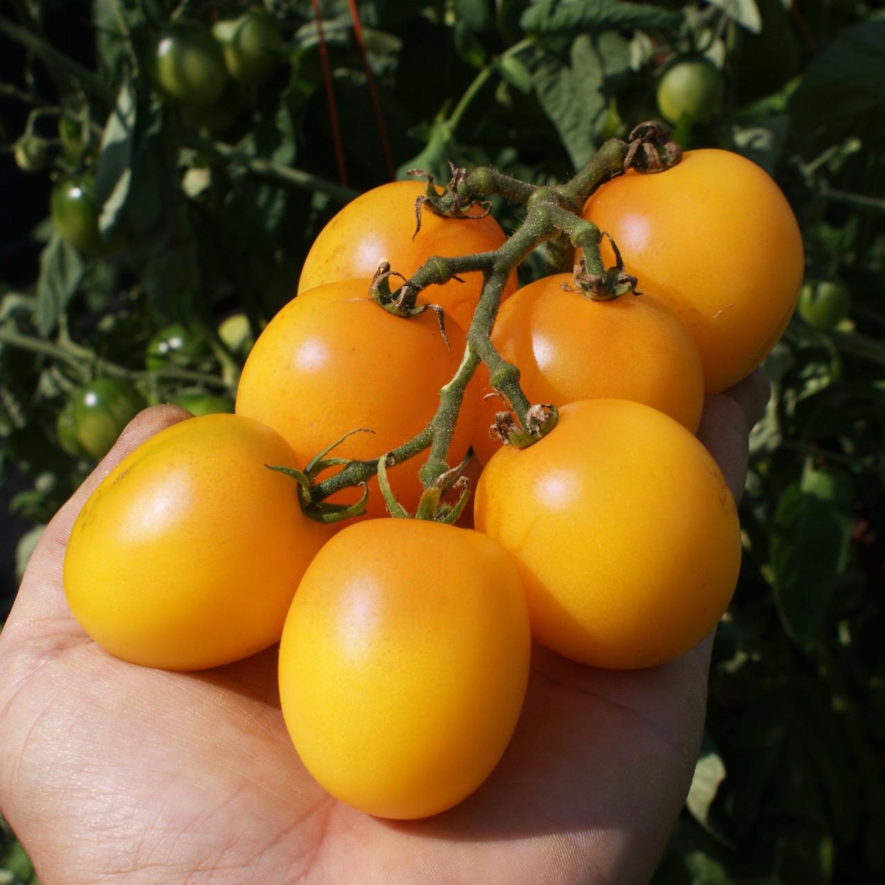 Little Dirty Potato - Image 4