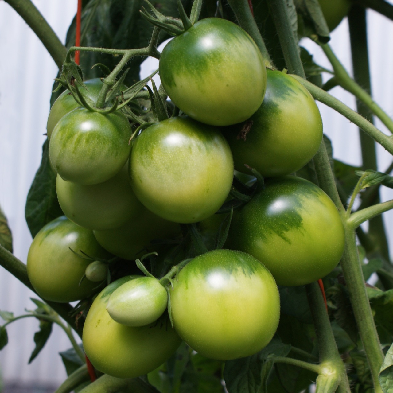 Little Dirty Potato - Image 5