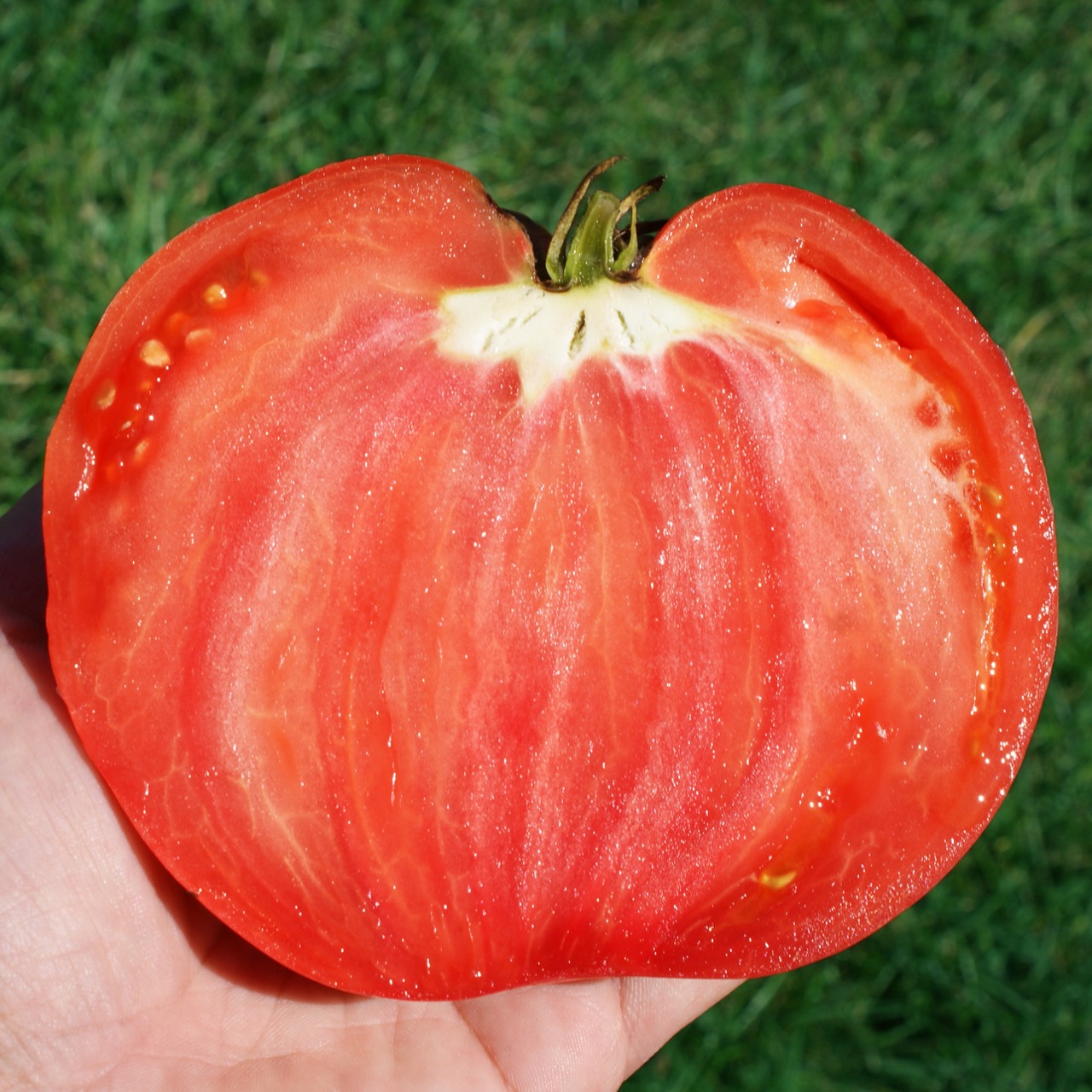 Long Tall Saly – Image 2