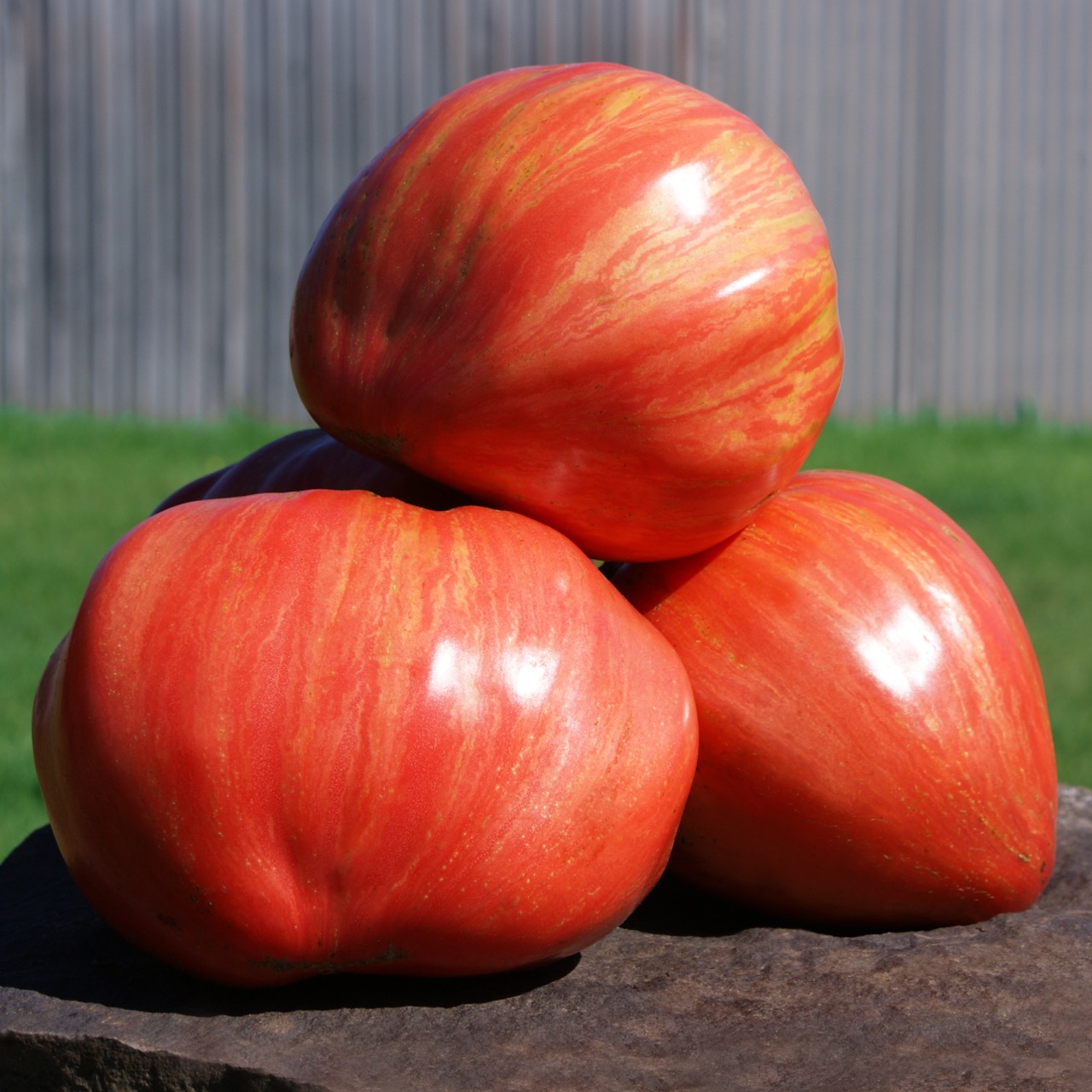 Long Tall Saly – Image 3