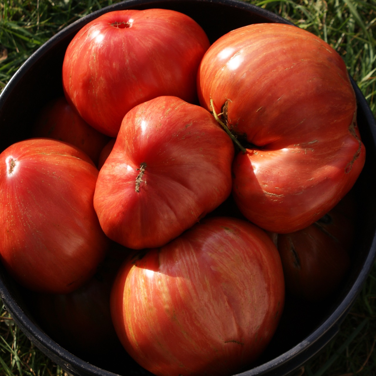 Long Tall Saly – Image 4