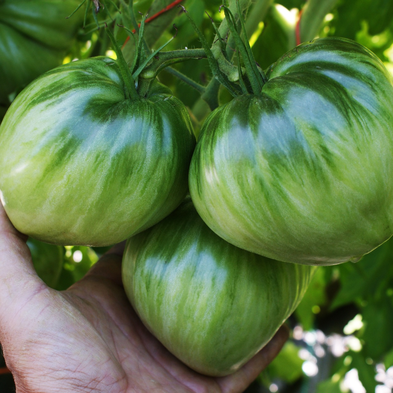 Long Tall Saly – Image 5