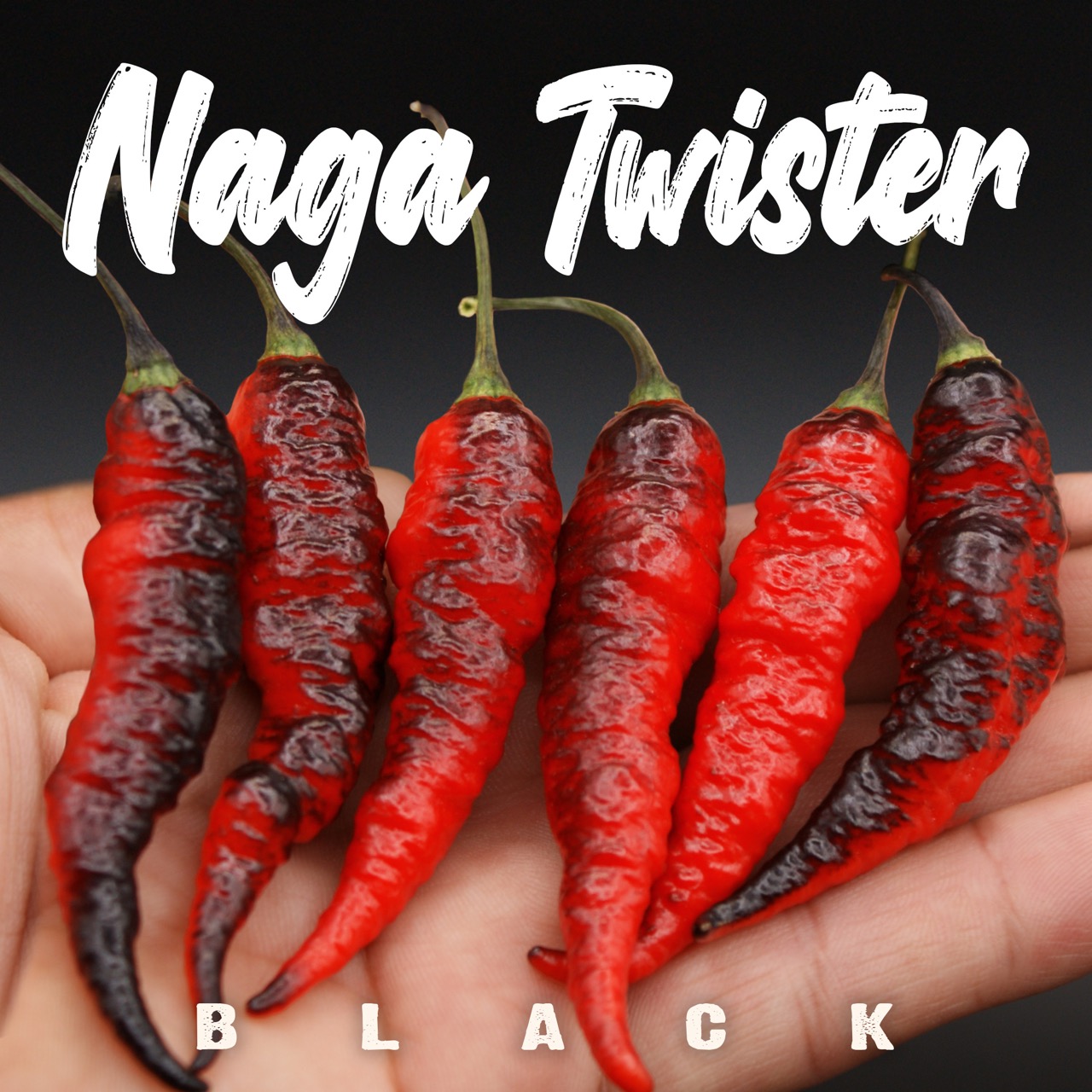 Naga Twister Black
