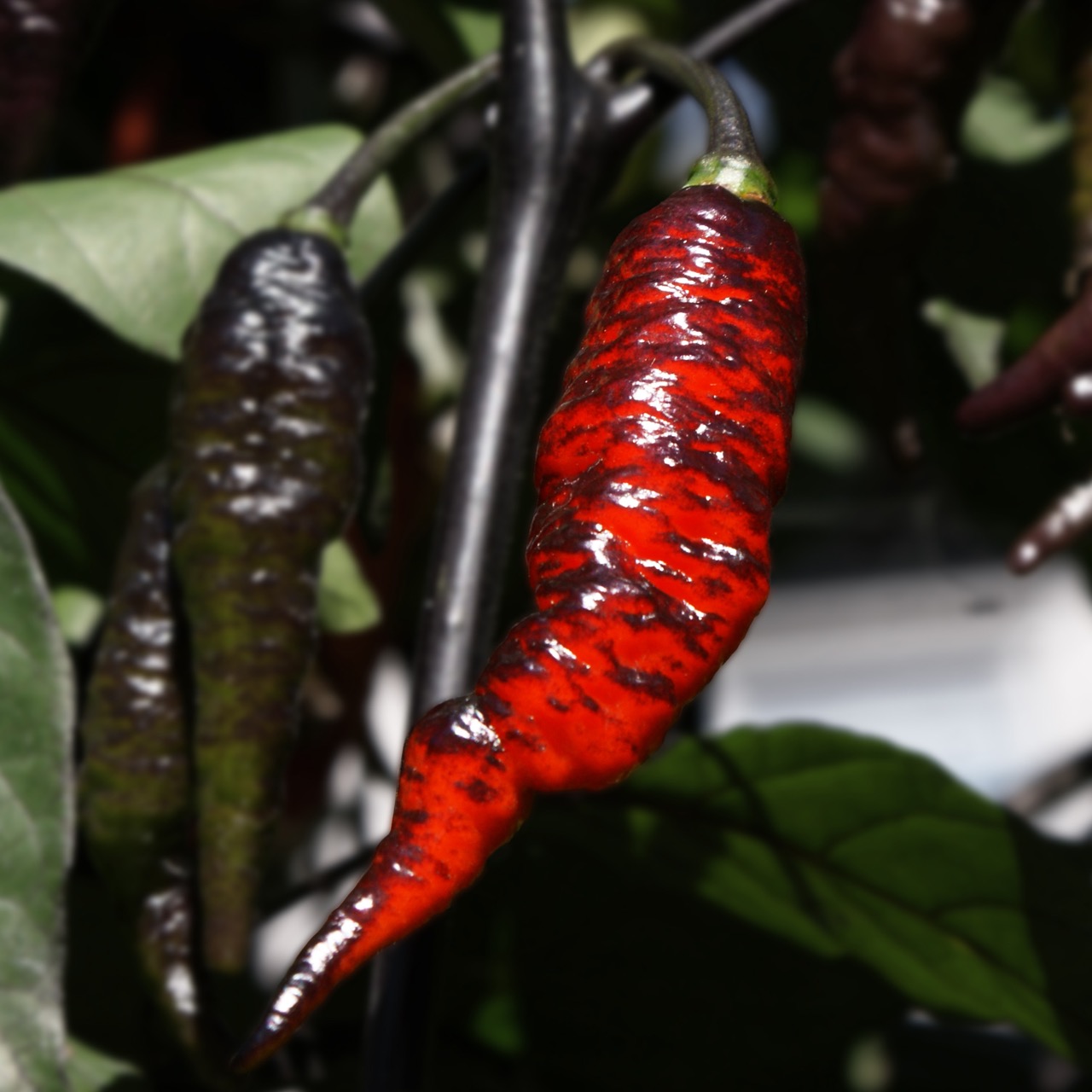 Naga Twister Black – Image 2