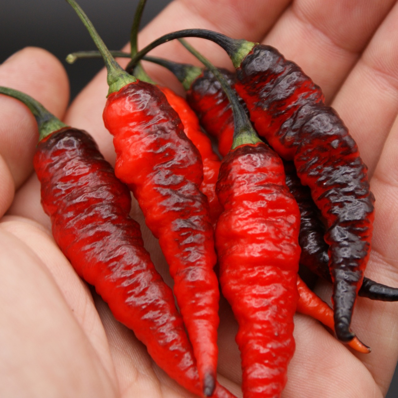 Naga Twister Black – Image 3