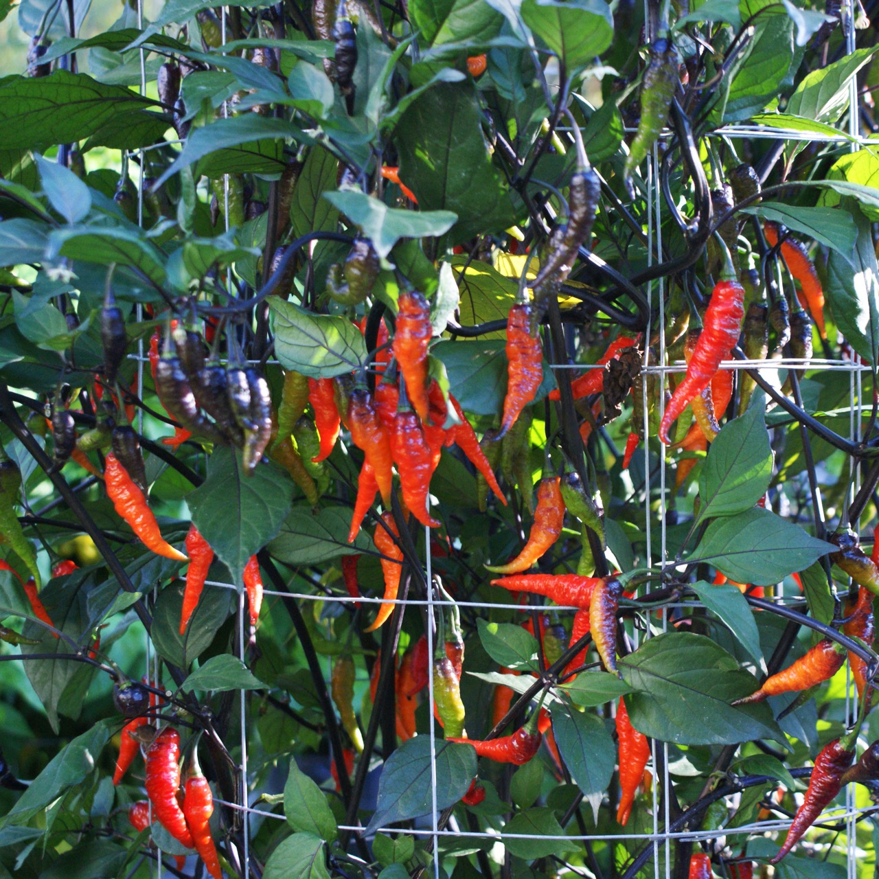 Naga Twister Black – Image 4