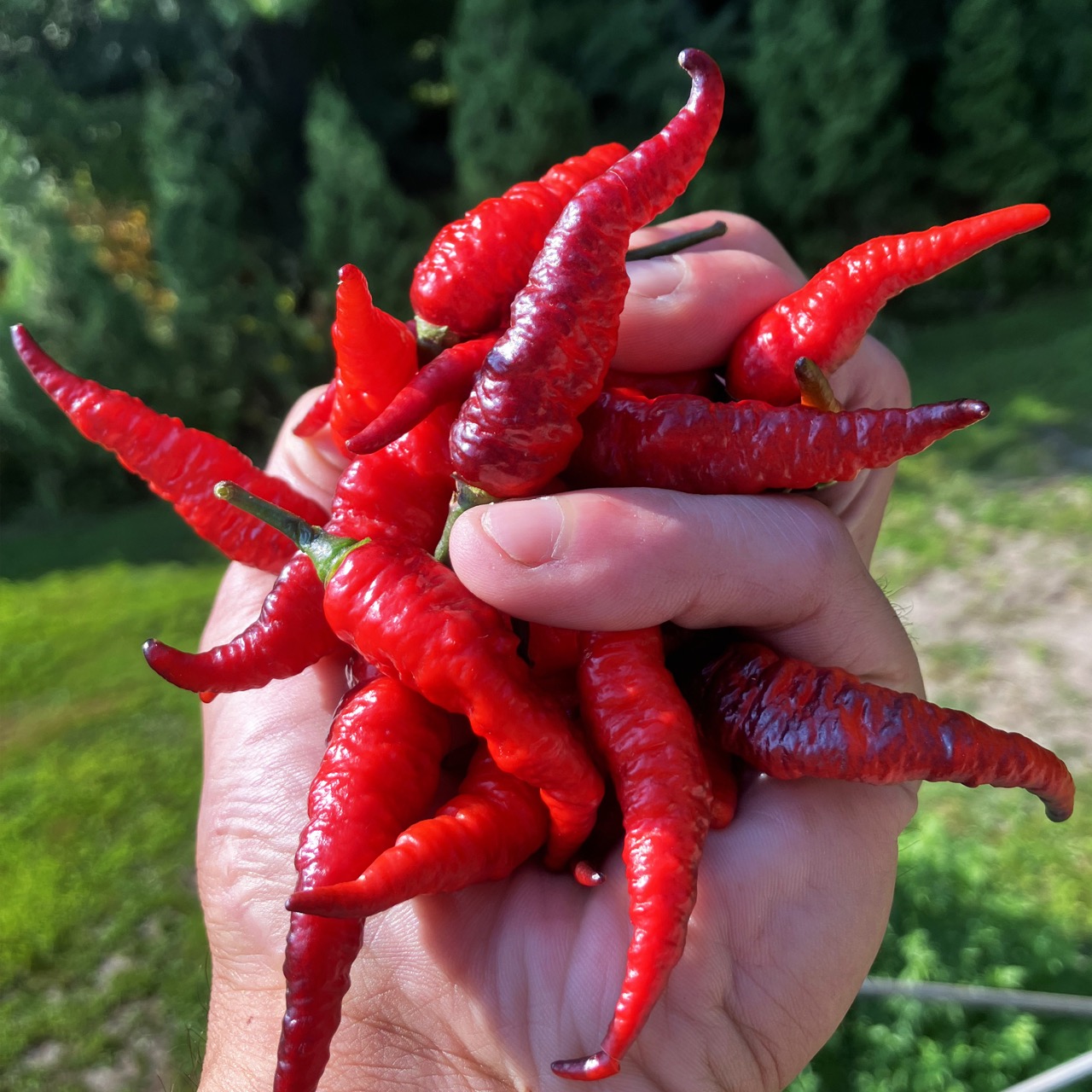 Naga Twister Black – Image 5