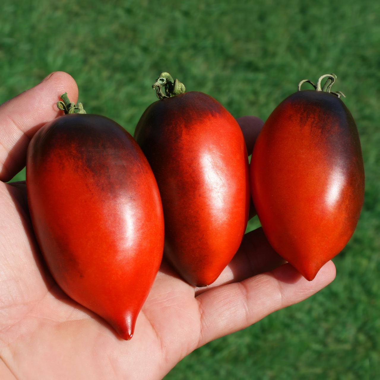 Pascal de Picardie – Image 2