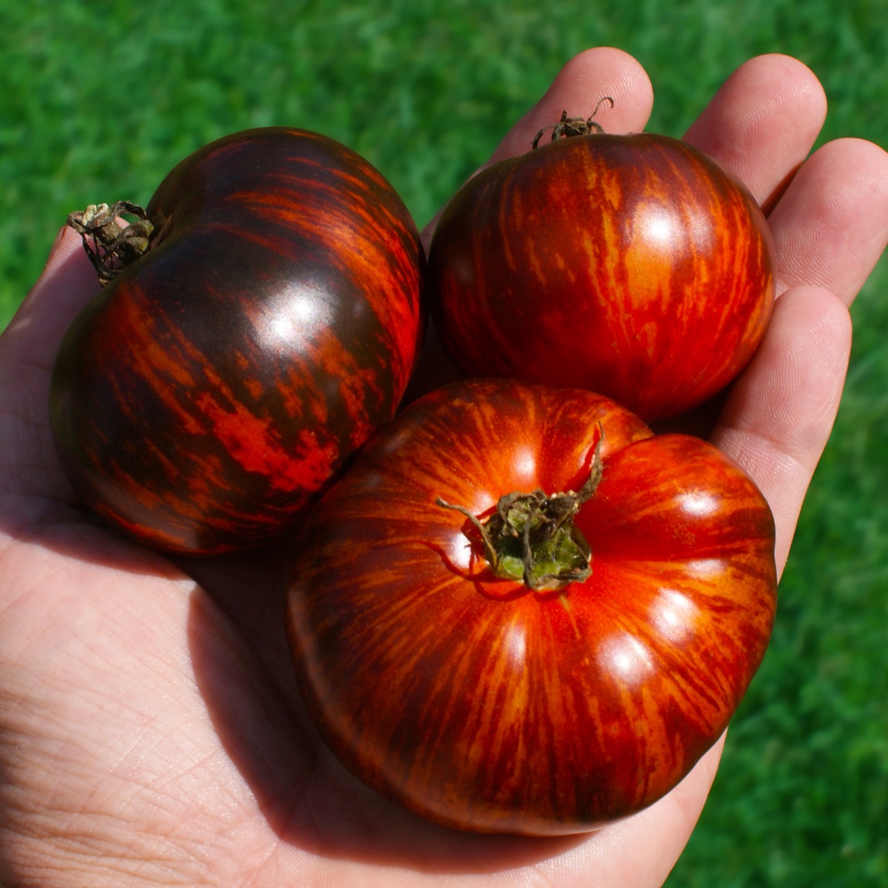 Queen of the Night - Image 3