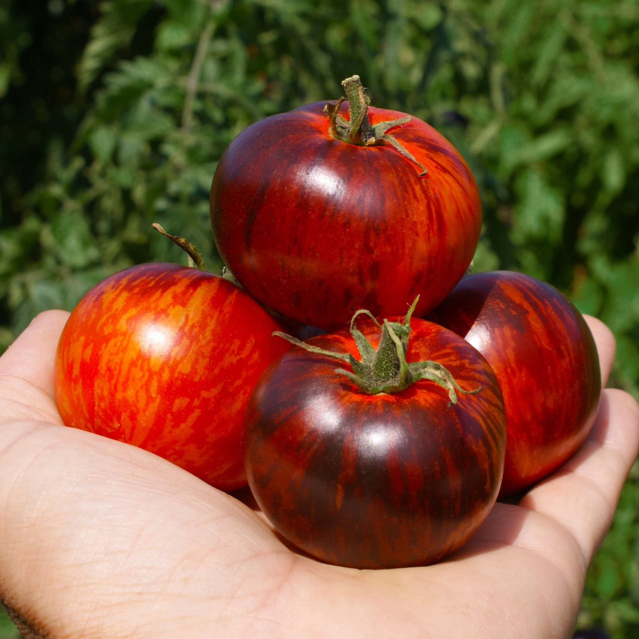 Queen of the Night - Image 4