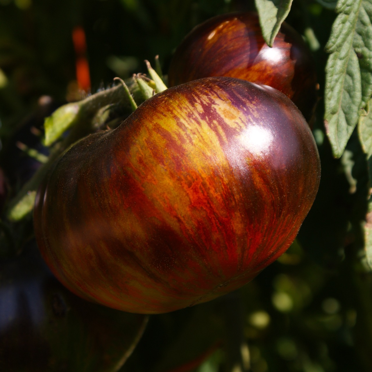 Queen of the Night - Image 5