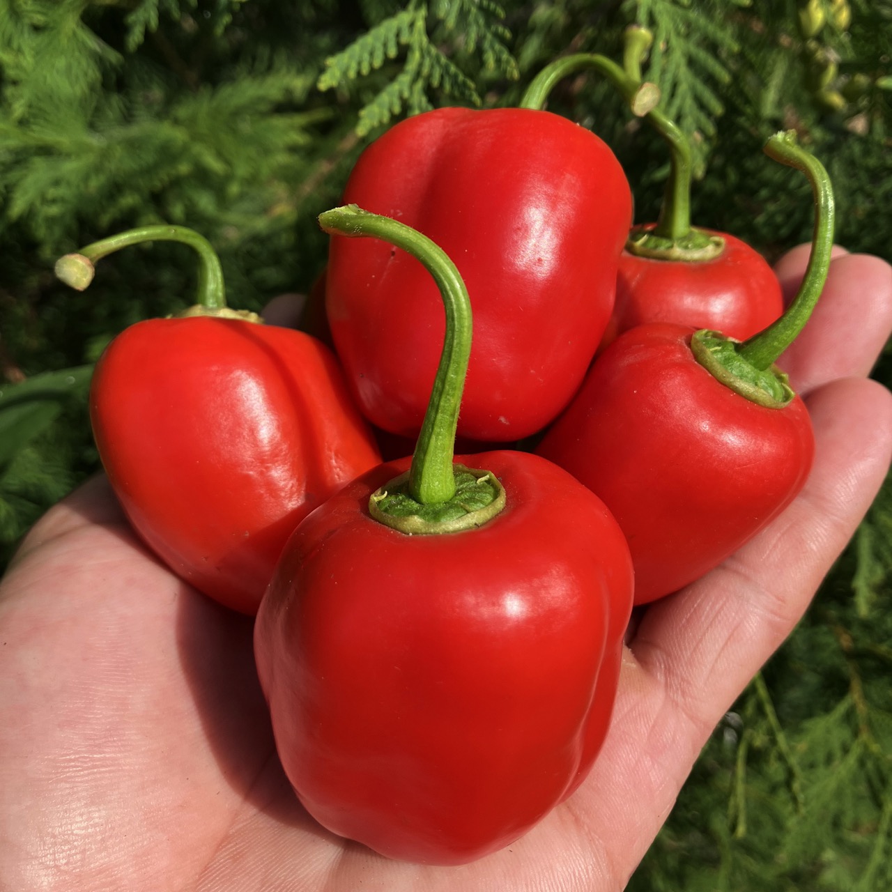 Rocoto Manzano – Image 2