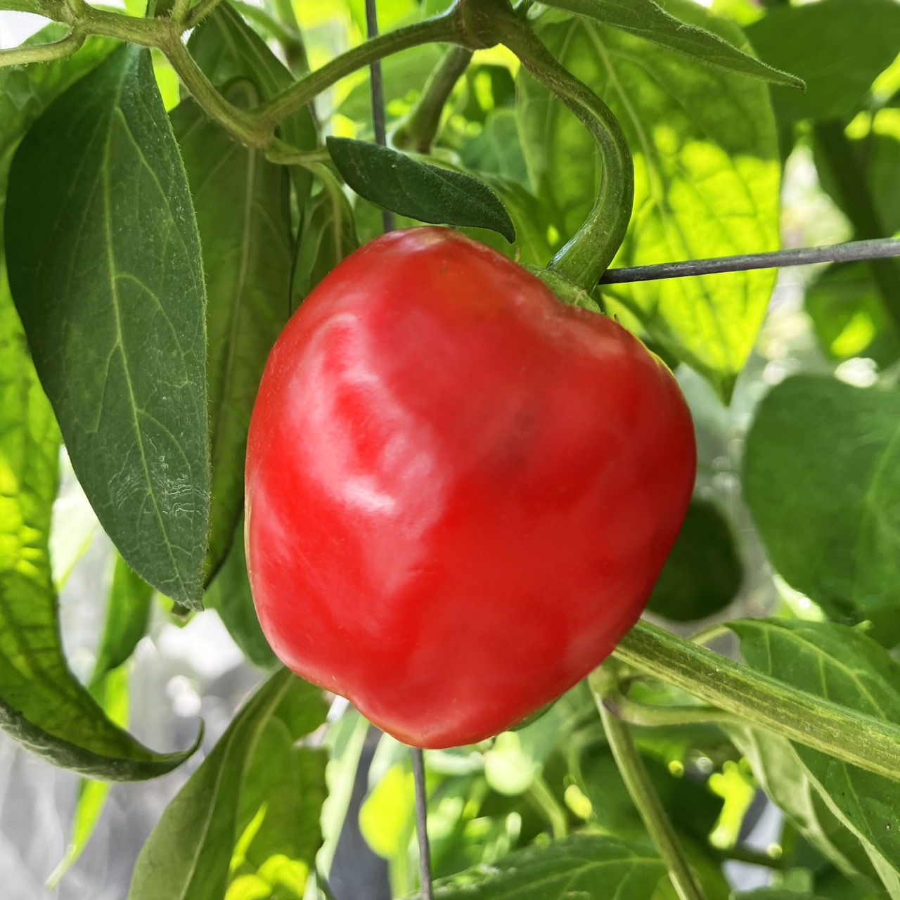 Rocoto Manzano – Image 4