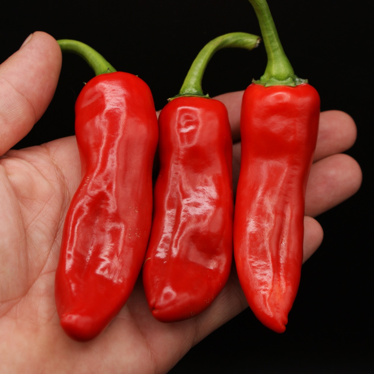 The Ghost of Cayenne - Image 2