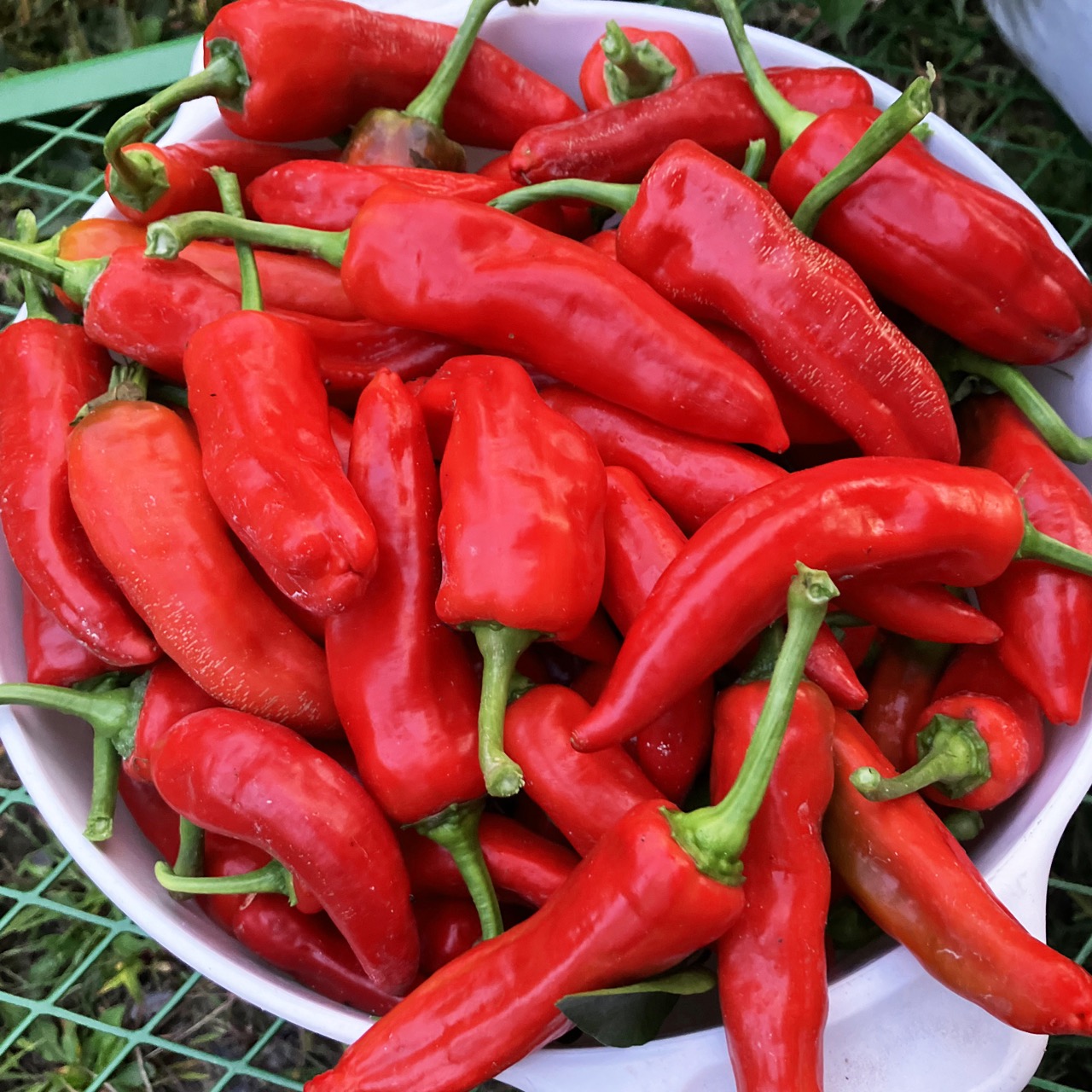 The Ghost of Cayenne - Image 4